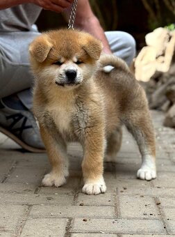 Akita Inu s průkazem původu FCI & AKIHO - 2