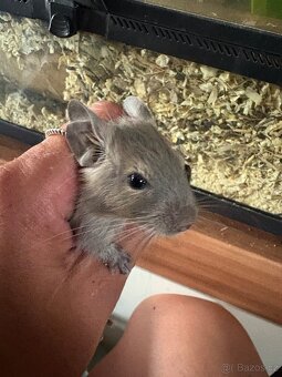 Osmák degu - 2