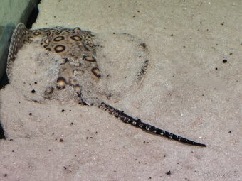 Potamotrygon motoro marbled - 2