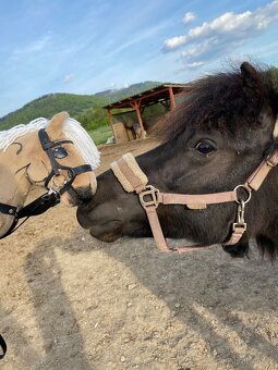 Hobby horse na parkur - 2