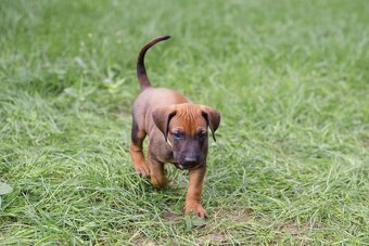 Rhodéský ridgeback - 2