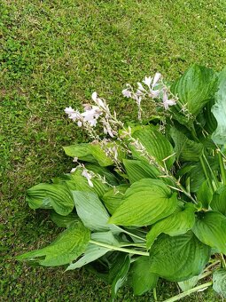 Hosta (Bohyška, Funkie) - 2