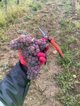 Hrozny bílé, modré - 2