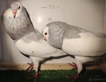 Český stavák stříbrný sedlatý - Pár - 2