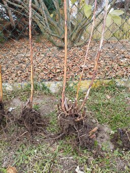 Vzrostlé sazenice maliníku Polka - 2