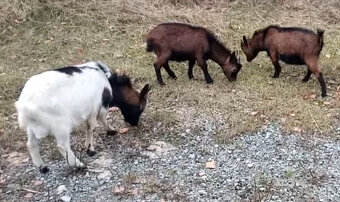 Holandští kozlíci - 2