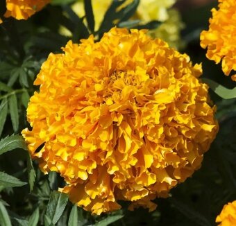 Afrikán vzpřímený nízký, Aksamitník plnokvětý 200 semínek - 2