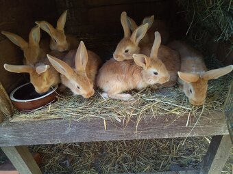 Burgundský kralik - 2