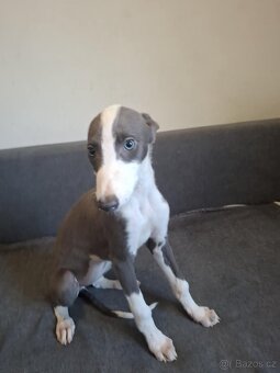 greyhound - 2