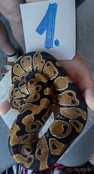 Python regius -krajta královská - 2