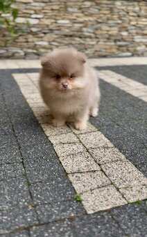 Pomeranian s PP - 2