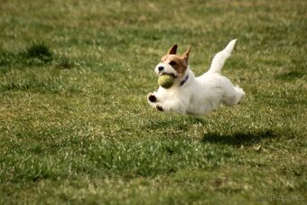 Jack Russell teriér s PP - 2