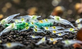 Krevetky - Neocaridina White Pearl / Snow White - 2