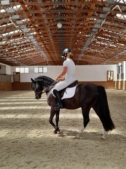 Nádherný český sportovní pony - 2