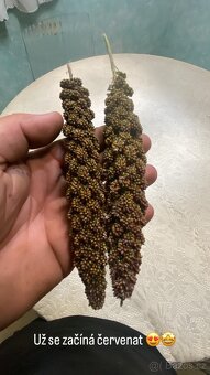 Proso senegalské z naší farmy - 2