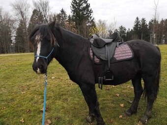 Bezkostrové sedlo Barefoot Just Adjust - 2