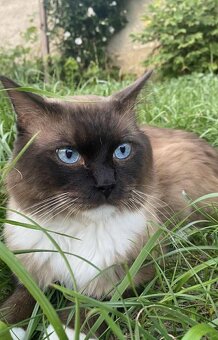 Ragdoll - krytí - 2