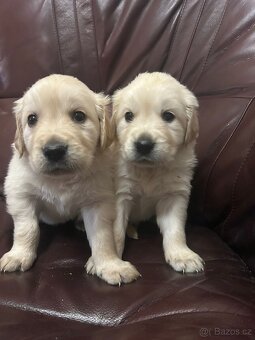 Zlatý retrívr bez PP - 2