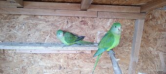 Papoušek Nádherný - 2
