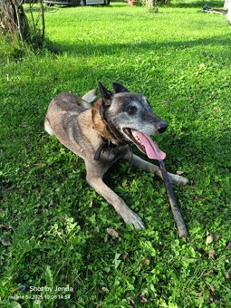 Belgický Ovčák - 2