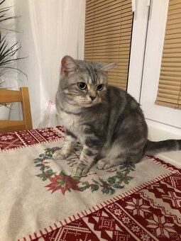 Úžasná britská krátkosrstá kočička - 2