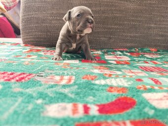 Stafordšírský bulteriér - 2