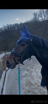 Téměř nová Royal H. anatomická uzdečka - 2