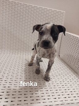 Americký stafordšírský teriér bez pp - 2