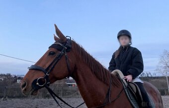 Hodná klisna pro dítě/amatéra - 2