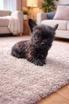 Jorkšírský teriér bez pp - 2