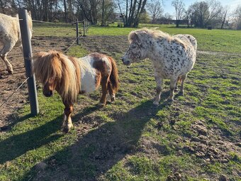 Hřebeček - mini horse - 2