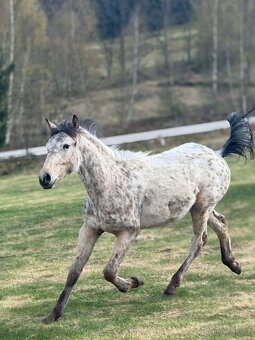 Appaloosa klisna 1 rok - 2