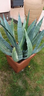 Agave - 2