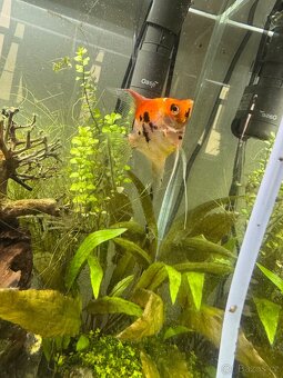 Skalár Koi Full Orange - 2