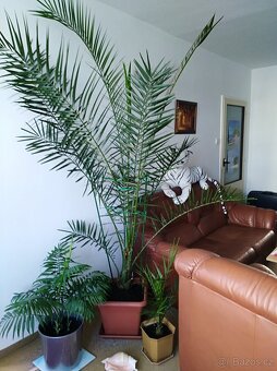 PALMA KANÁRSKÁ- PHOENIX CANARIENSIS - 2