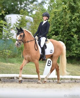 Pony B do drezury - 2