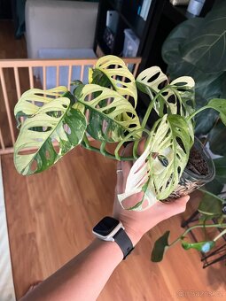 Monstera Adansonii Variegata - 2