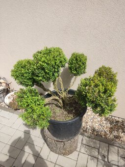 Tvarovaný strom, bonsai, niwaki, yamadori - 2