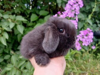 Kouzelná Miminka - Anglický Zakrslý Beránek MiniLop - 2