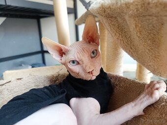 Kanadský Sphynx - 2