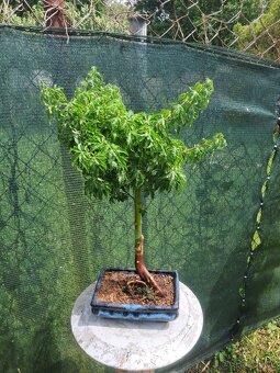 Bonsai,bonsaj - 2