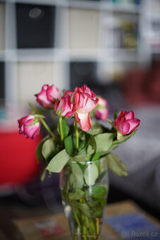 Canon FL 50/1.4 - 2