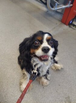 Kavalír King Charles Španěl s PP - 2