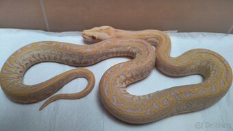 Krajta tmavá - Python bivittatus - 2