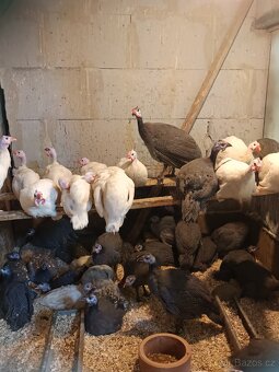 Perličky bílé a divoké s úplným perlením - 2