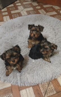 Štěňátka Jorkširsky teriér - 2