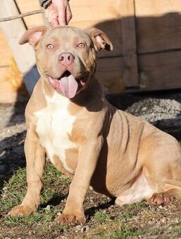 American bully XL - 2