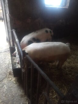 selata a prasata - 2