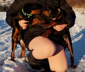 Dobrman štěňata s PP - 2