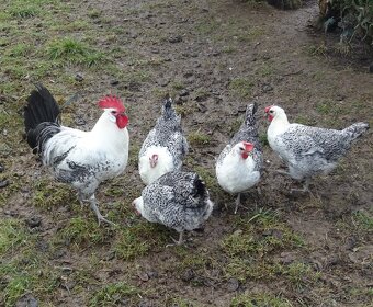 Koupím násadová vejce Bresse gauloise grise - 2